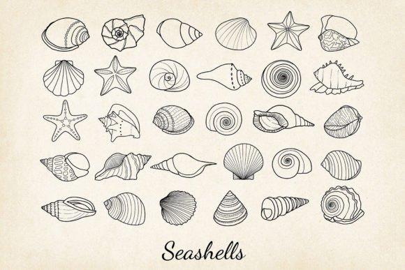 Download 30 X Hand-drawn Seashells SVG, EPS, PNG - Shell Collection