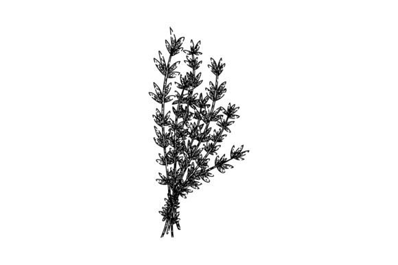 Download Plant Thyme Leaf Sketch Hand Drawn Vecto - Drawn Collection