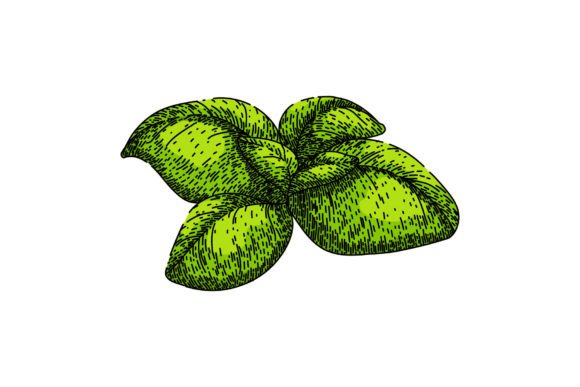 Download Basil Leaf Herb Fresh Sketch Hand Drawn - Drawn Collection