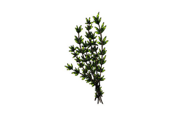 Download Plant Thyme Leaf Sketch Hand Drawn Vecto - Drawn Collection
