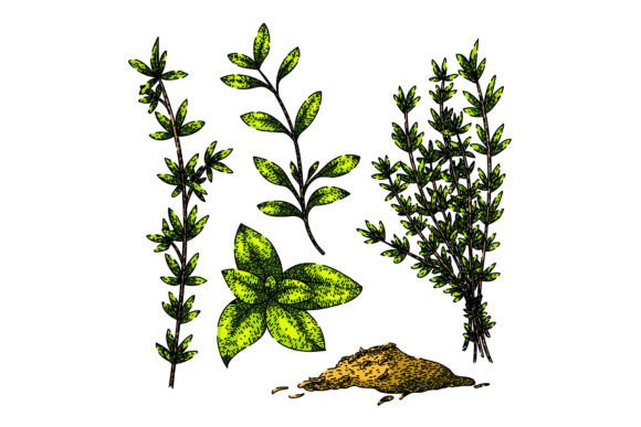 Download Thyme Leaf Set Sketch Hand Drawn Vector - Drawn Collection