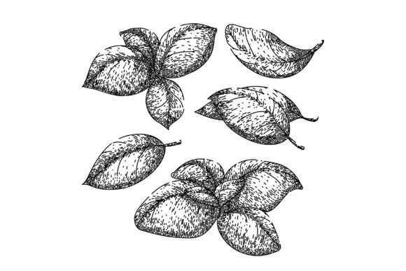 Download Basil Leaf Herb Set Sketch Hand Drawn - Drawn Collection