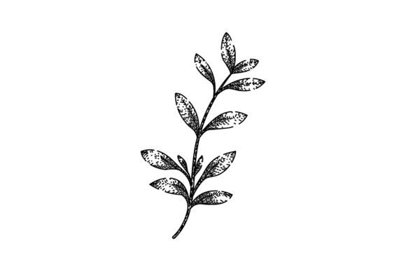 Download Fresh Thyme Leaf Sketch Hand Drawn Vecto - Drawn Collection