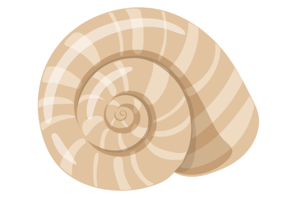 Download Ocean Seashell Icon. Aquatic Shell Swirl - Shell Collection