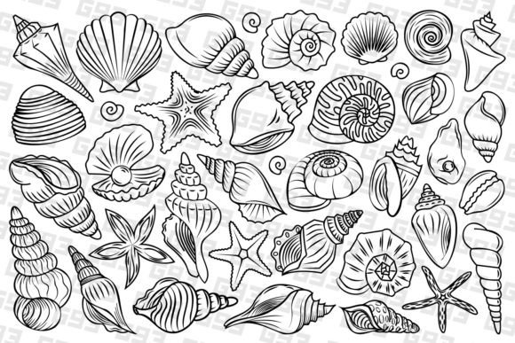 Download Line Art Seashell Illustrations - Shell Collection