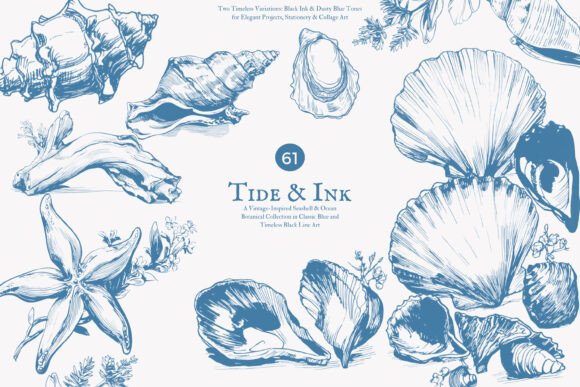 Download Seashell Clipart Ocean Sketch Set - Shell Collection