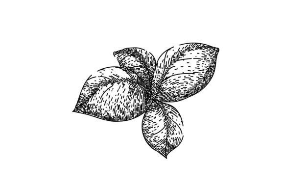 Download Basil Leaf Herb Spice Sketch Hand Drawn - Drawn Collection