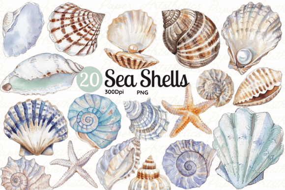 Download Seashell Clipart Sea Shell Illustrations - Shell Collection