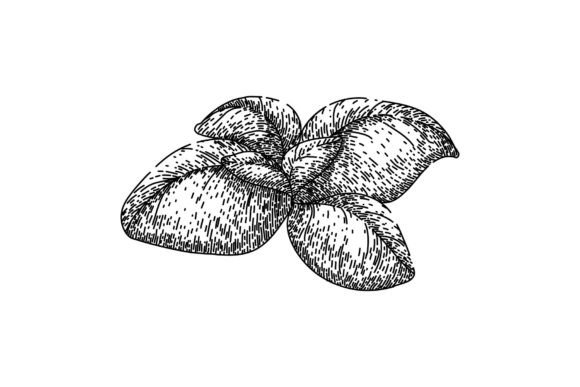 Download Basil Leaf Herb Fresh Sketch Hand Drawn - Drawn Collection
